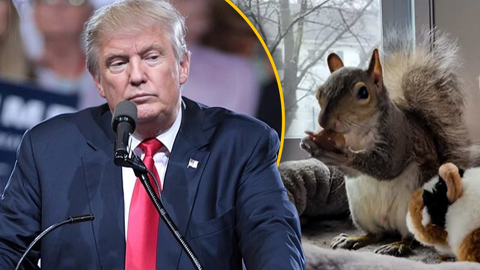 peanut the squirrel-donald trump